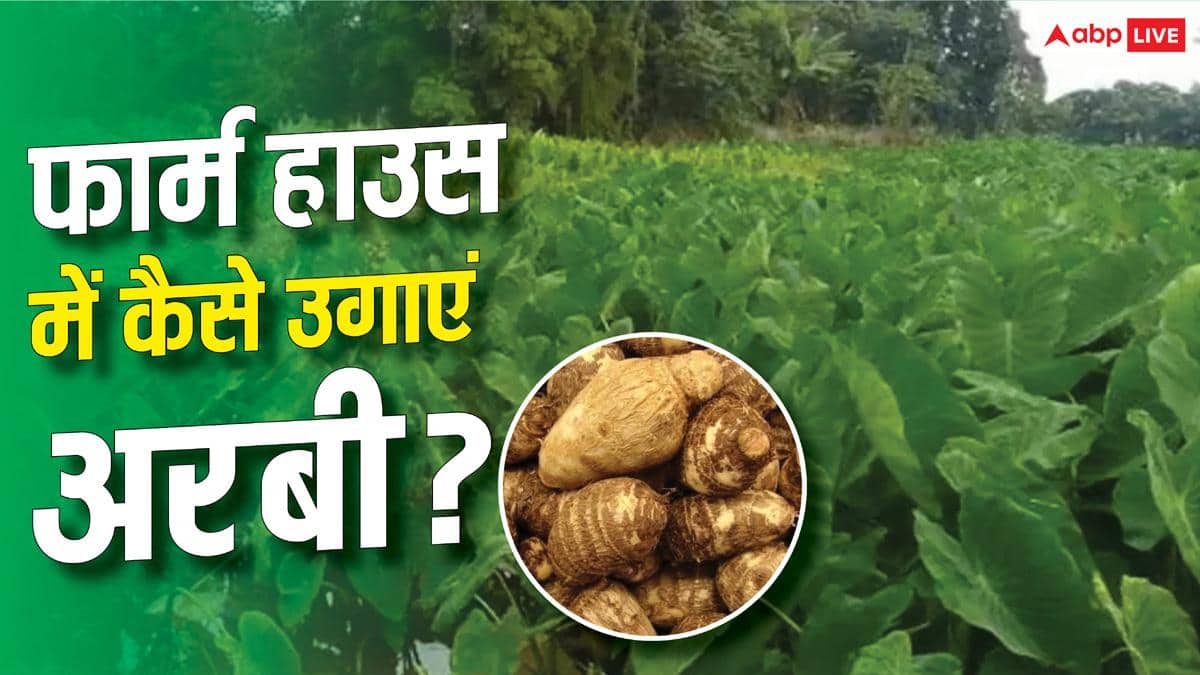 अपने फार्म हाउस पर ऐसे करें अरबी की खेती