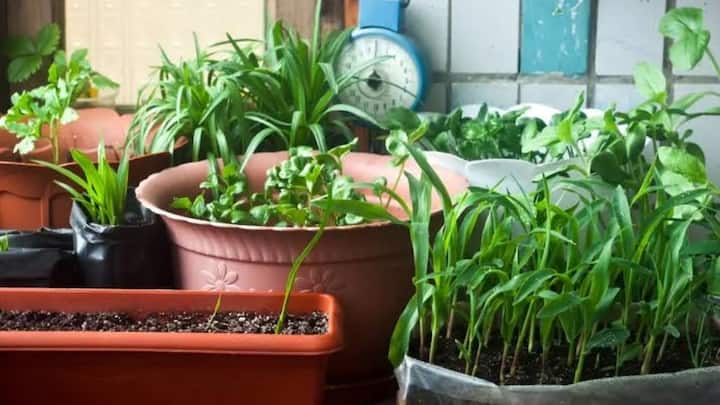 घर पर मानसून में किचन गार्डन तैयार करने से न सिर्फ आपको केमिकल-फ्री और हेल्दी सब्जियां मिलती हैं. बल्कि इस मौसम में पौधे बड़ी आसानी से उगा आते है. तो फिर देर किस बात की इस मौसम का पूरा फायदा उठाएं कुछ गमले और बीज लाएं और अपने घर में ही ताजी सब्जियां उगाने की शुरुआत करें.
