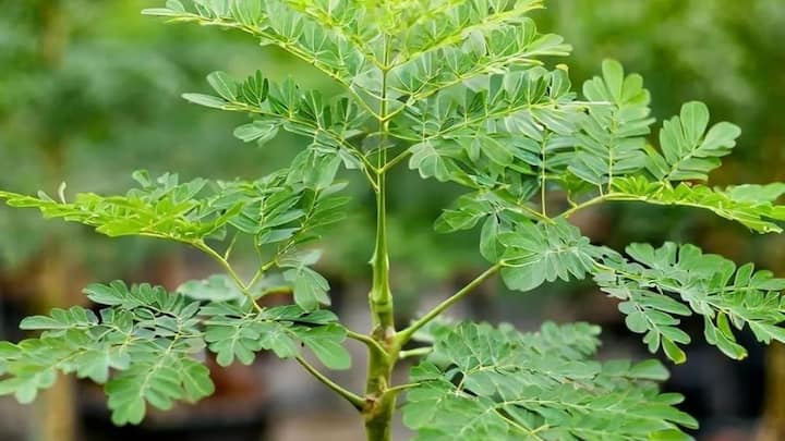 अगर आप भी इस सरकारी फ्री ट्रेनिंग और मुफ्त 1000 पौधों की स्कीम का फायदा उठाना चाहते हैं. तो तुरंत अपने नजदीकी कृषि विज्ञान केंद्र या कृषि विभाग में संपर्क करें. अपनी जमीन के कागजात और आधार कार्ड के साथ आवेदन करके इस योजना से जुड़ें और सहजन की स्मार्ट खेती से अपनी कमाई बढ़ाएं.