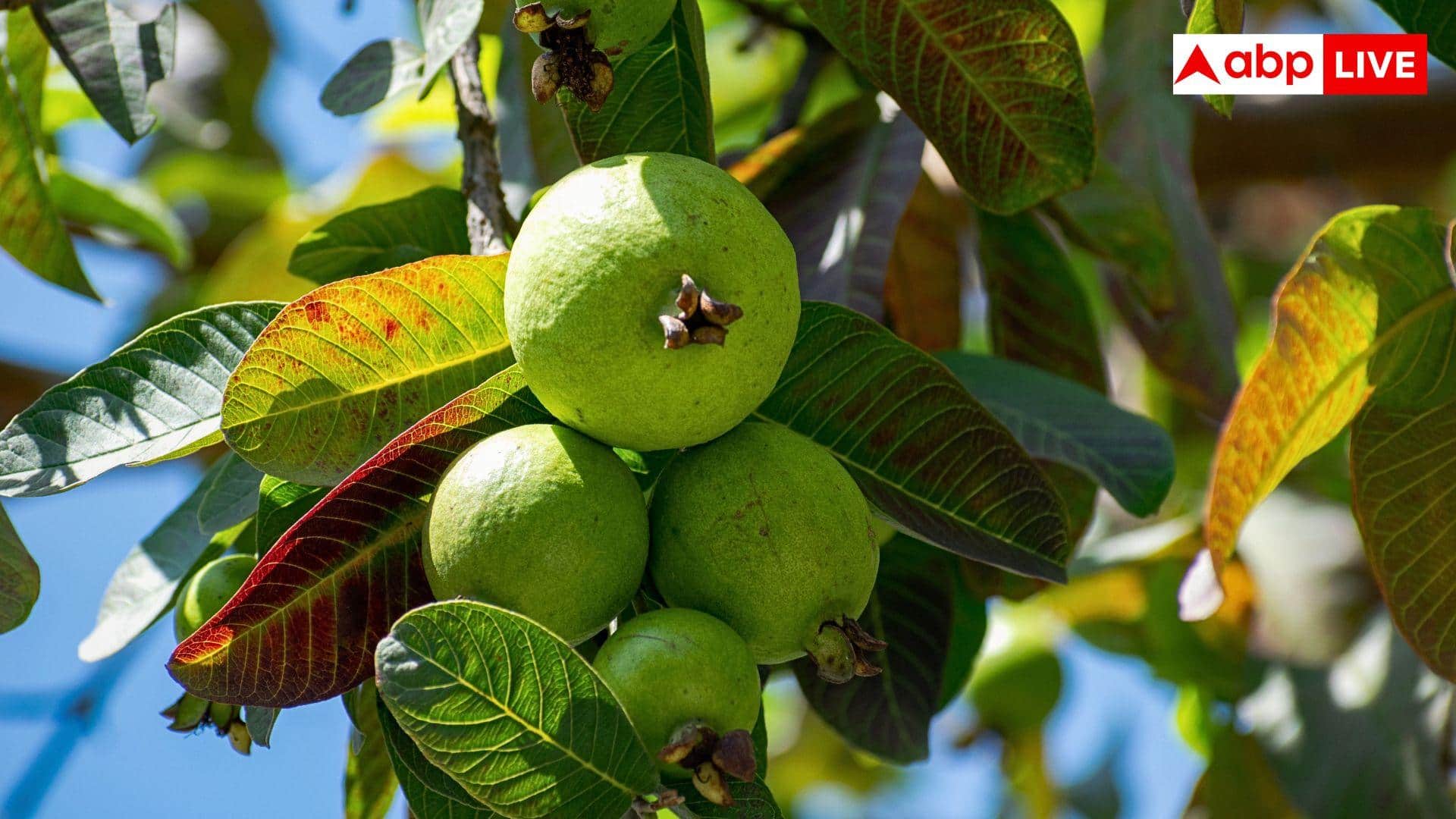 How To Grow Guava At Home: नर्सरी वाले नहीं बताएंगे सीक्रेट, गमले में ऐसे लगाएं अमरूद