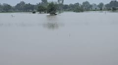 Ahmedabad Rain: મહેમદાવાદના કુણા ગામમાં ભારે વરસાદથી તારાજી, હજારો વીઘા જમીન પાણીમાં ગરકાવ