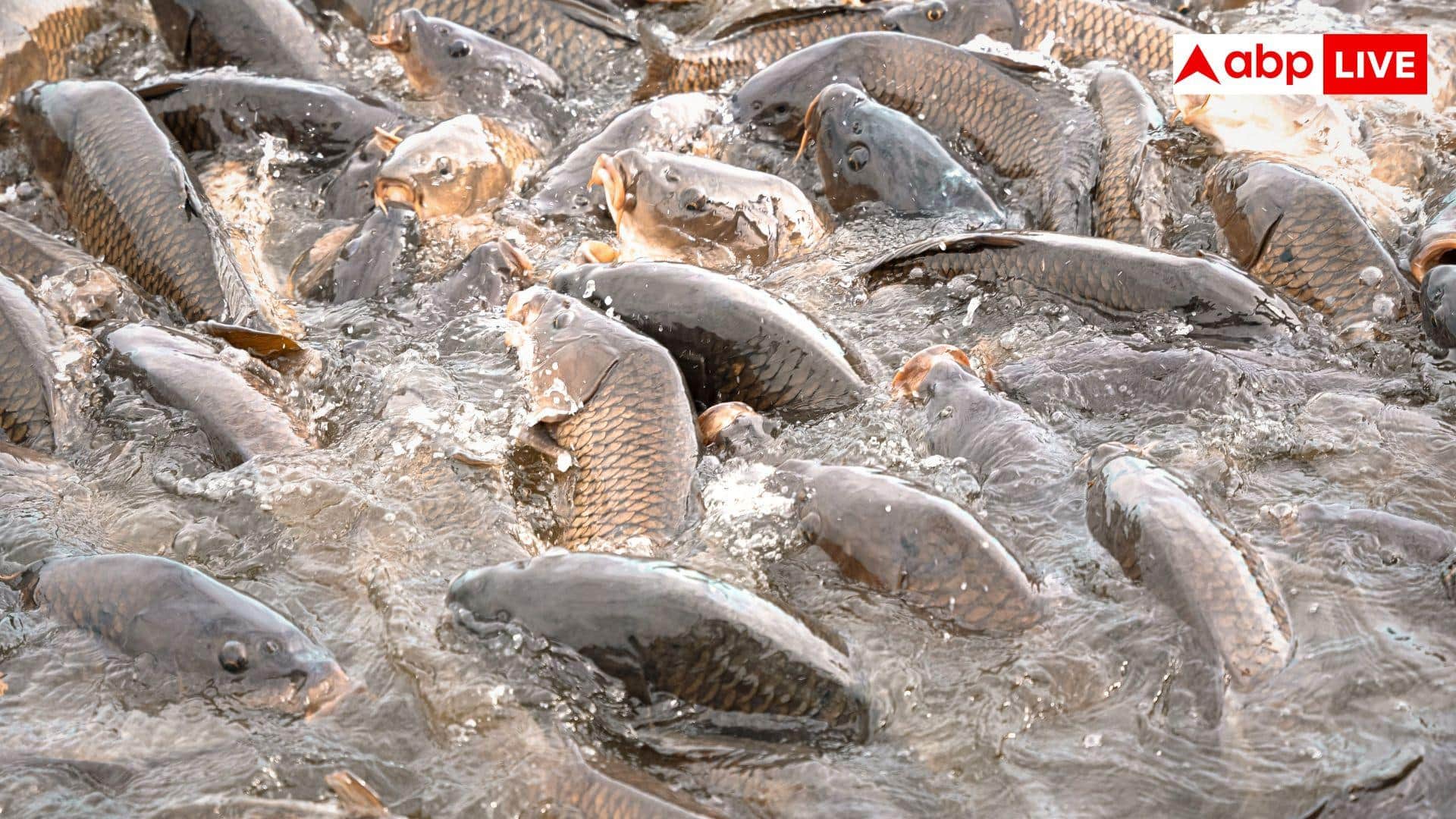 Fish Farming Subsidy: मछली पालने के लिए कहां मिलती है सबसे ज्यादा सब्सिडी?