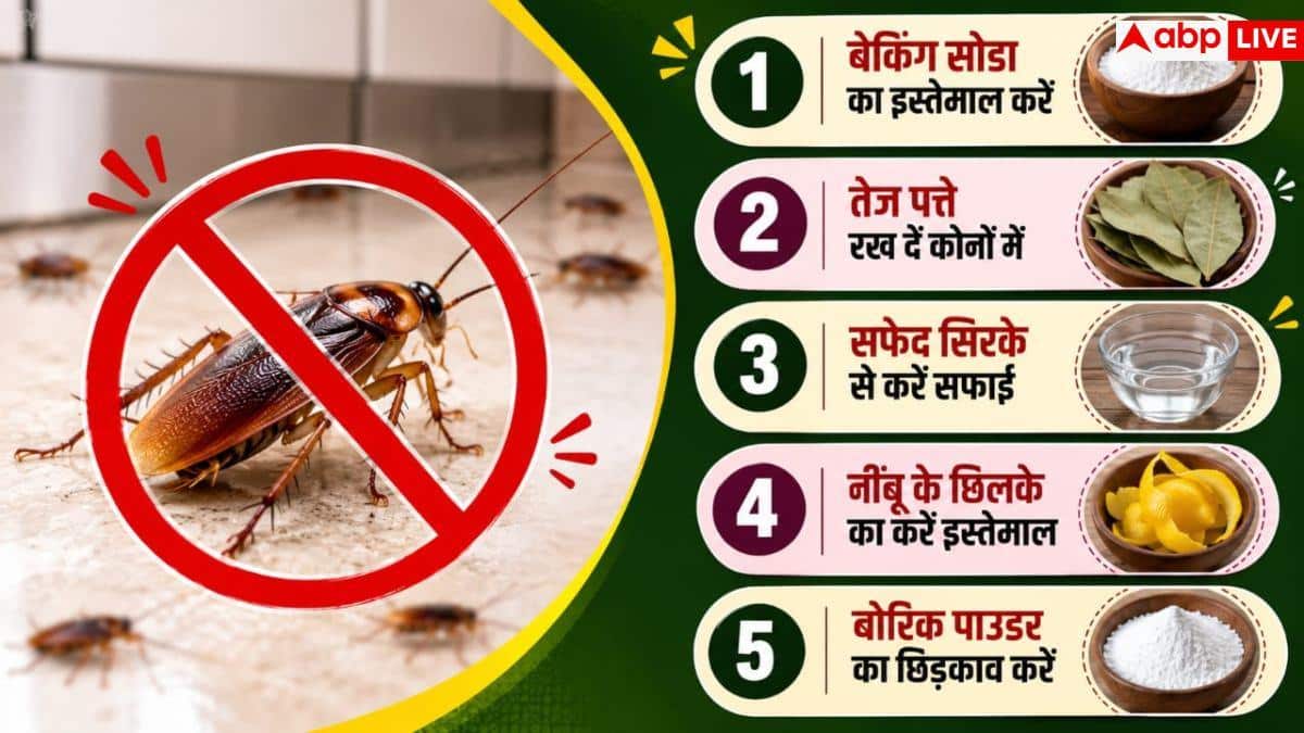 Cockroach Removal Tips: किचन में बार-बार आ रहे कॉकरोच? अपनाएं ये असरदार हैक्स; तुरंत भागेंगे