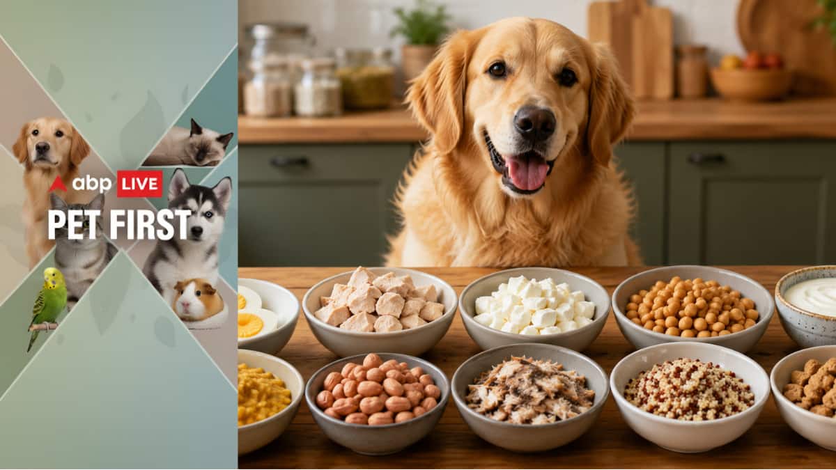 Pet First | Easy Protein Rich Additions To Make Your Dog's Meals More Nutritious