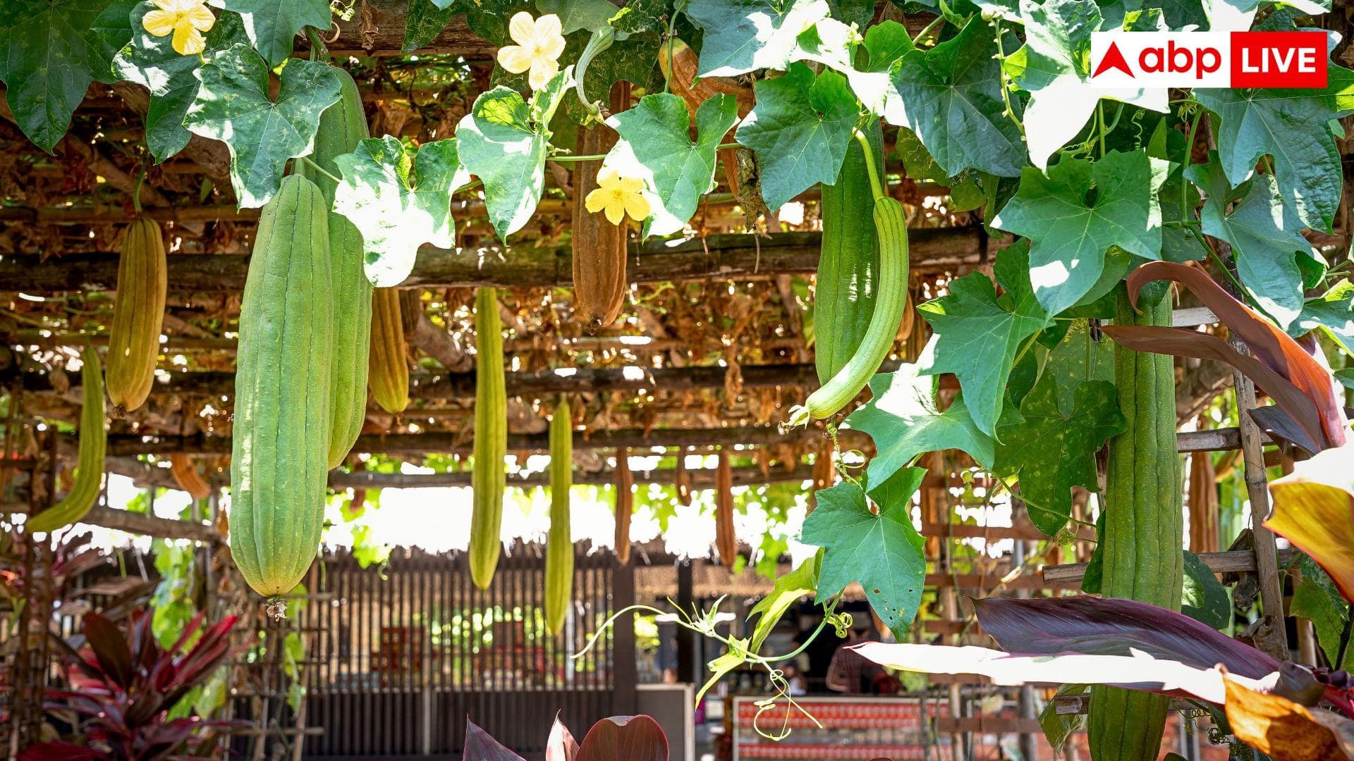 Kitchen Gardening: अपने किचन गार्डन में ऐसे लगाएं तोरई, सब्जी की टेंशन खत्म