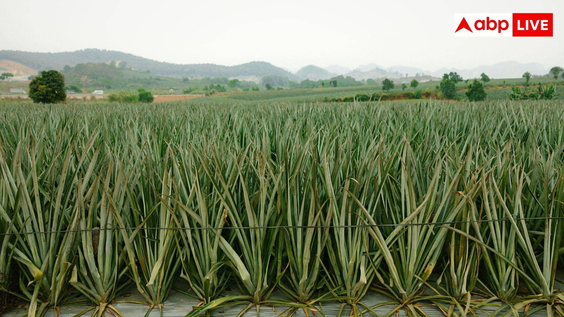 Aloe Vera Farming: एलोवेरा की खेती करनी है, जानें कैसे करें शुरुआत?