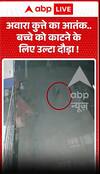 Stray dog ​​terror: Chased a child to bite him.