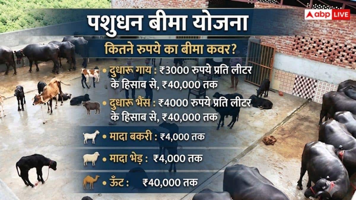 पशु बीमा योजना में गाय-भैंस का कराएं बीमा, जानें प्रोसेस