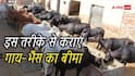 पशु बीमा योजना में गाय-भैंस का कराएं बीमा, जानें प्रोसेस