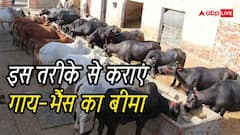 पशु बीमा योजना में गाय-भैंस का कराएं बीमा, जानें प्रोसेस