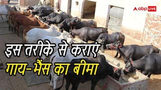 पशु बीमा योजना में गाय-भैंस का कराएं बीमा, जानें प्रोसेस