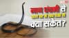 Nag Panchami 2026: नाग पंचमी से पहले घर में दिखे सांप तो हो जाएं सावधान, जानें इसका अर्थ