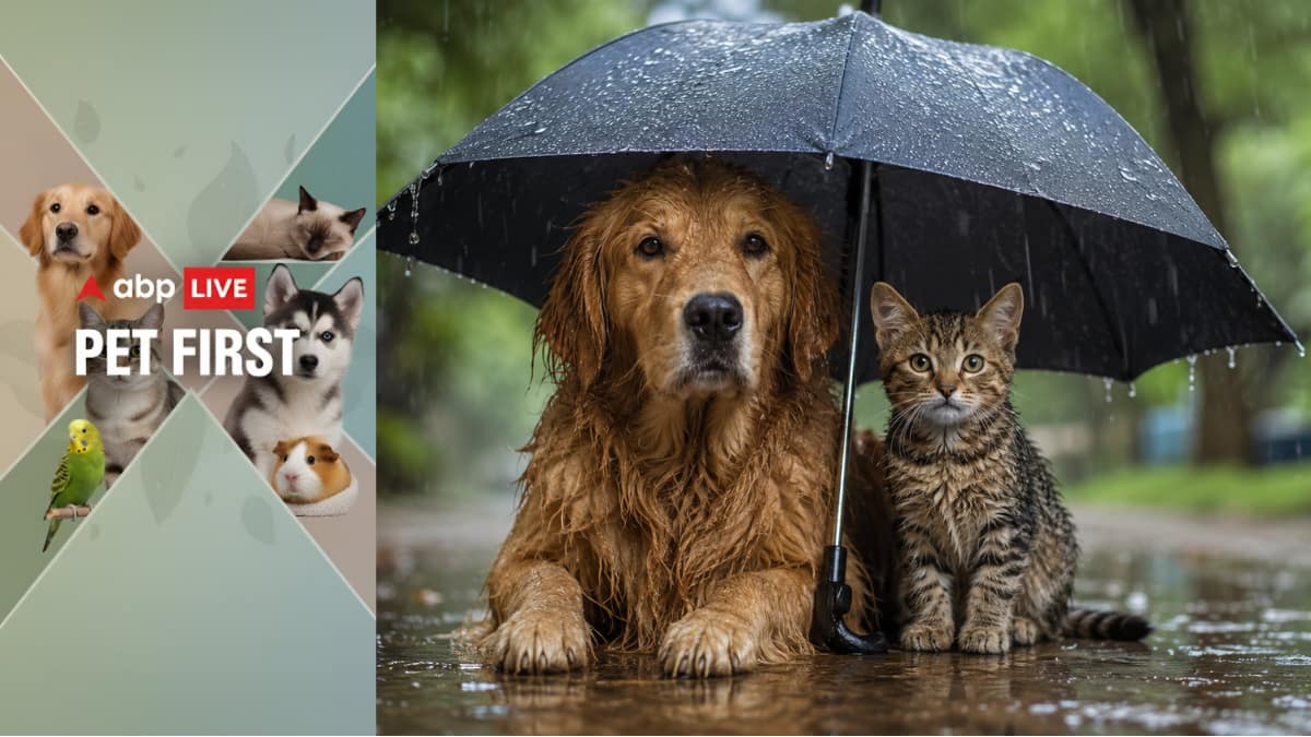 Pet First | 8 Diseases Pets Can Catch During The Rainy Season