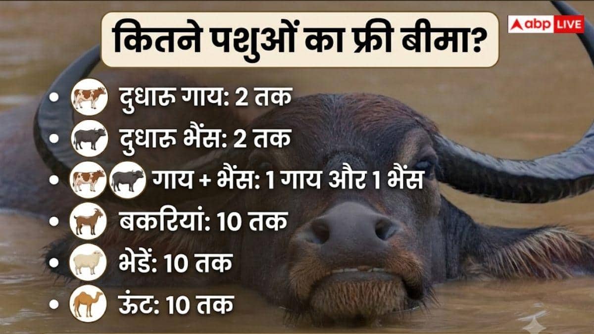 पशु बीमा योजना में गाय-भैंस का कराएं बीमा, जानें प्रोसेस