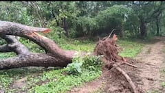 Mulugu Latest News: ములుగు జిల్లాలో మరోసారి టోర్నడో బీభత్సం- సుడిగాలులకు అటవీ ప్రాంతం అతలాకుతలం!