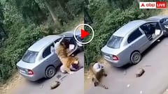 जंगल में टायर बदल रहा था शख्स, तभी टाइगर ने कर दिया अटैक