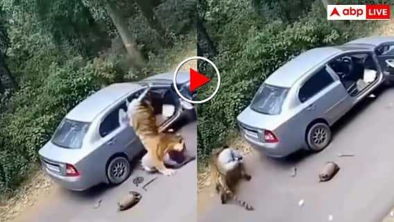 Video: जंगल में टायर बदल रहा था शख्स, तभी टाइगर ने कर दिया अटैक Video: जंगल में टायर बदल रहा था शख्स, तभी टाइगर ने कर दिया अटैक
