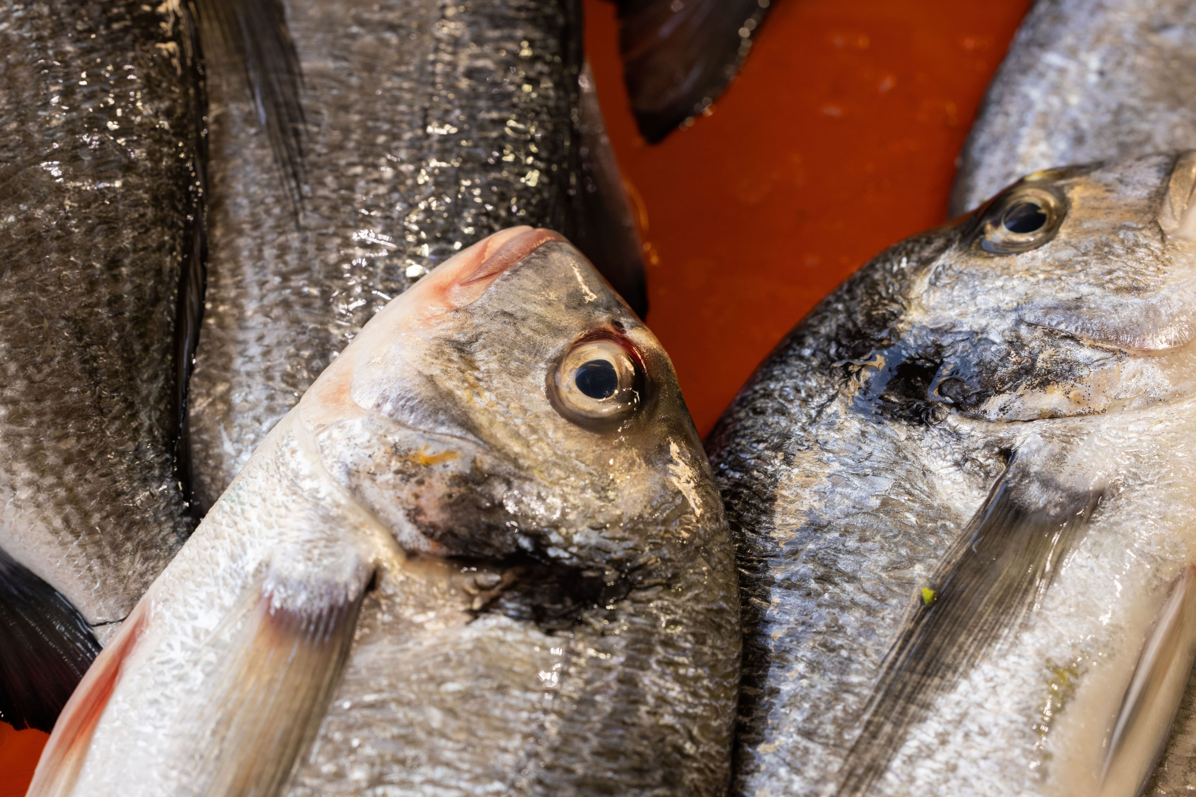 Rare Cancer Spreading In Fish Raises Concern Among Scientists