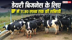 यूपी में डेयरी बिजनेस पर मिलेगी 11.80 लाख सब्सिडी, ऐसे करें आवेदन