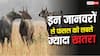 किस जानवर है आपकी फसल को है सबसे ज्यादा खतरा, कैसे कर सकते हैं बचाव