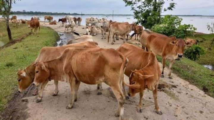 आजकल गांवों और कस्बों के आसपास आवारा गाय और बैलों की संख्या काफी बढ़ गई है. यह छुट्टा पशु दिन हो या रात जब भी मौका मिलता है खेतों में घुस आते हैं. यह किसी भी मौसम की फसल को चर जाते हैं और पौधों को रौंद डालते हैं. अगर समय रहते खेत की घेराबंदी न की जाए, तो किसानों को लागत निकालना भी मुश्किल हो जाता है.