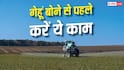 Wheat Farming Tips : गेहूं बोने से पहले खेत में करें इस चीज का छिड़काव, कभी खराब नहीं होगी फसल