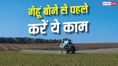 गेहूं बोने से पहले खेत में करें इस चीज का छिड़काव, कभी खराब नहीं होगी फसल