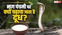 नाग पंचमी पर दूध चढ़ाने की परंपरा क्यों है? जानें इसका महत्व