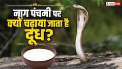 नाग पंचमी पर दूध चढ़ाने की परंपरा क्यों है? जानें इसका महत्व