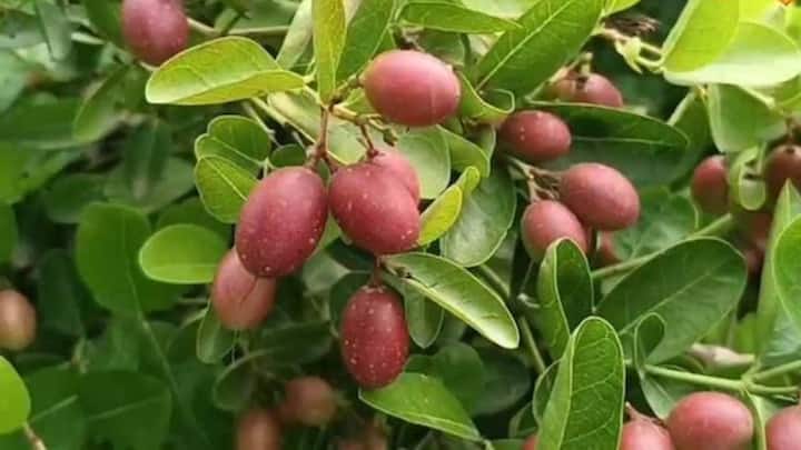 खेत की बाउंड्री पर ऐसे पौधे लगाएं जिन्हें जानवर खाना पसंद नहीं करते जैसे करौंदा, नींबू, जेट्रोफा या मेंहदी. इसे बॉर्डर क्रॉपिंग कहते हैं. जब जानवर सीमा पर ही रुक जाते हैं, तो अंदर की मुख्य फसल सुरक्षित बची रहती है. साथ ही, हर साल बदलकर फसल बोने से भी जानवरों का ध्यान आपके खेत पर कम भटकता है और नुकसान कम होता है.