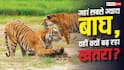 World Tiger Day: किस राज्य में सबसे ज्यादा टाइगर, लोगों के लिए क्यों बन रहे खतरा?