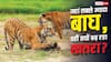World Tiger Day: किस राज्य में सबसे ज्यादा टाइगर, लोगों के लिए क्यों बन रहे खतरा?