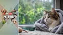 Pet First | 5 Ways To Keep Your Cat Safe From Dampness And Fungal Infections