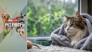 Pet First | 5 Ways To Keep Your Cat Safe From Dampness And Fungal Infections
