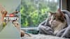 Pet First | 5 Ways To Keep Your Cat Safe From Dampness And Fungal Infections