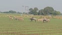 किस जानवर है आपकी फसल को है सबसे ज्यादा खतरा, कैसे कर सकते हैं बचाव
