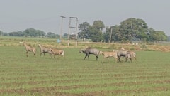 किस जानवर है आपकी फसल को है सबसे ज्यादा खतरा, कैसे कर सकते हैं बचाव