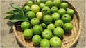 Guava For Breakfast : ఉదయాన్నే బ్రేక్‌ఫాస్ట్‌లో రోజూ ఒక జామపండు తింటే కలిగే 7 అద్భుతమైన ప్రయోజనాలు ఇవే