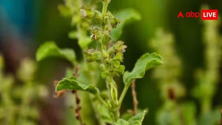 Tulsi Plant Care Tips: તુલસીની પૂજા કરતી વખતે રાખો આ સાવધાની, નહીંતર સુકાઈ જશે તમારો છોડ