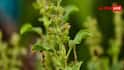 Tulsi Plant Care Tips: તુલસીની પૂજા કરતી વખતે રાખો આ સાવધાની, નહીંતર સુકાઈ જશે તમારો છોડ