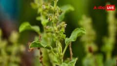 Tulsi Plant Care Tips: તુલસીની પૂજા કરતી વખતે રાખો આ સાવધાની, નહીંતર સુકાઈ જશે તમારો છોડ