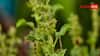 Tulsi Plant Care Tips: તુલસીની પૂજા કરતી વખતે રાખો આ સાવધાની, નહીંતર સુકાઈ જશે તમારો છોડ