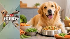 Pet First | 5 Nutritious Veg Foods For Dogs That Support Overall Health