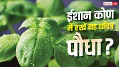 Sawan 2026: घर के ईशान कोण में रख दें यह एक पवित्र पौधा, वास्तु दोष जड़ से होगा खत्म