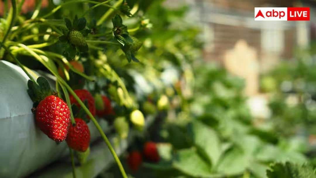 Strawberry Farming Subsidy: સ્ટ્રૉબેરીની ખેતી કરીને કરો લાખોની કમાણી, સરકાર આપી રહી છે સબસિડી