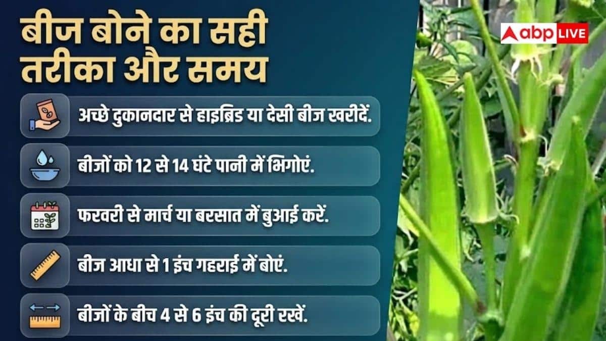 किचन गार्डन में ऐसे उगाएं भिंडी, होगी बंपर पैदावार