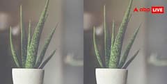 Rainy Season Plant Care: बरसात में भूलकर भी न दें इन पौधों को पानी, बेकार हो जाएगी मेहनत