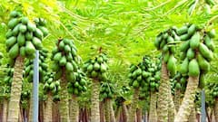 पपीते की खेती तो कर ली, लेकिन कौन-सा पौधा नर और कौन मादा? ऐसे करें पहचान