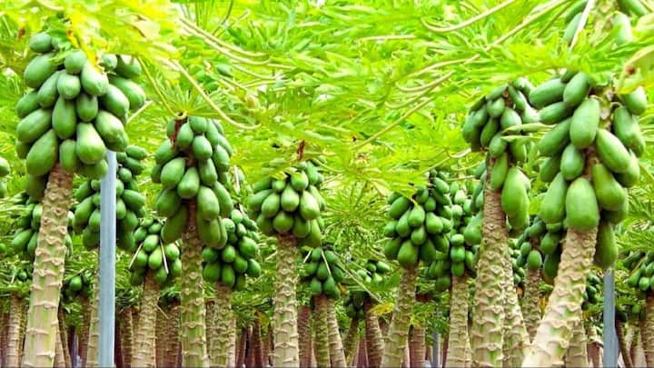 अगर आपने भी अपने खेत में पपीता लगा दिया है तो केवल पानी और खाद देना ही काफी नहीं होगा. बंपर पैदावार पाने के लिए आपको खेत में नर और मादा पौधों के सही संतुलन का खास ध्यान रखना पड़ेगा. अक्सर नए किसान इस बात से अनजान रहते हैं और बाद में फल न आने की वजह से काफी परेशान हो जाते हैं. इसलिए यह समझना बहुत जरूरी है.