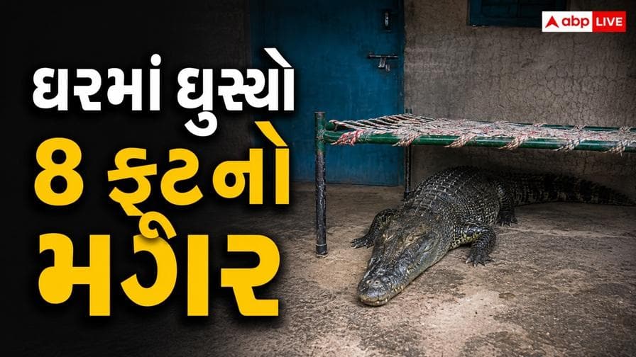 ગીર સોમનાથ: ઘરમાં ઘૂસ્યો 8 ફૂટનો મગર, રાત્રે ખાટલા નીચે છુપાયેલો મગર સવારે હલચલ કરતા મચી અફરાતફરી